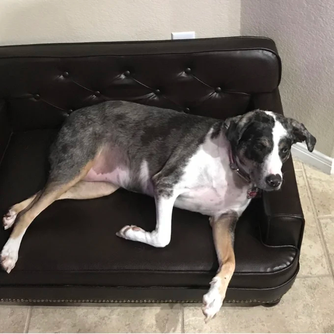 【Pet】Humphery Dog Sofa