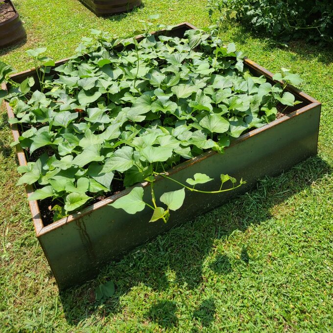 【Home&Garden】Metallic Series Corten Steel Raised Garden Bed