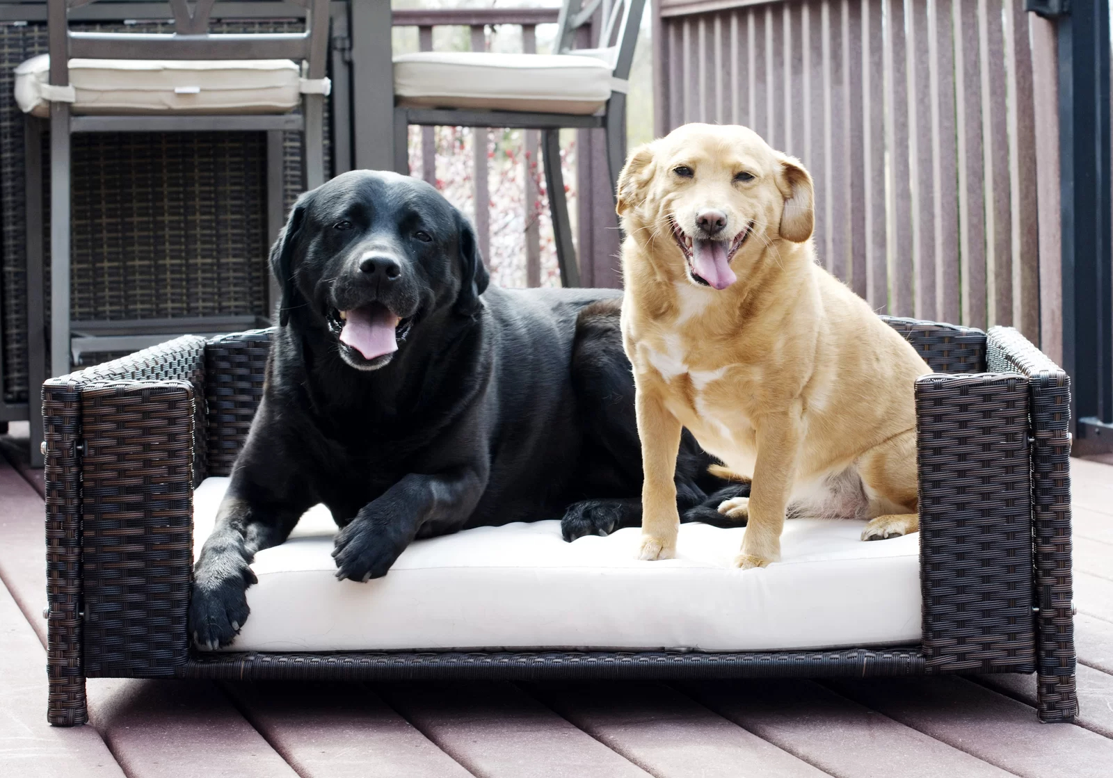 【Pet】Cristobal Rattan Rectangular Dog Sofa