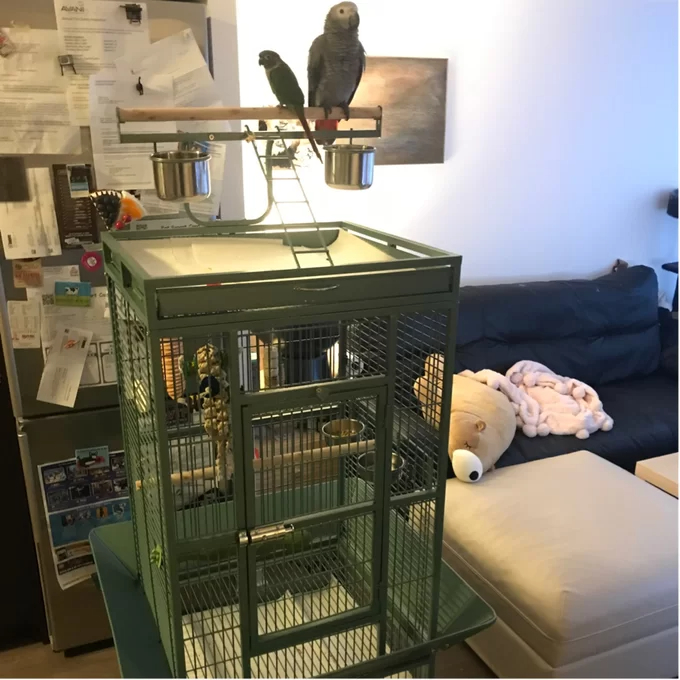 【Pet】Bremer Steel Play Top Floor Bird Cage with Wheels