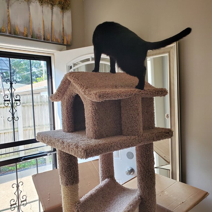 【Pet】66 Solid Wood Cat Tree
