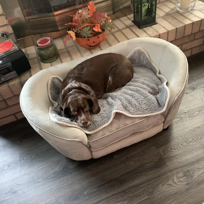 【Pet】Lola Dog Sofa