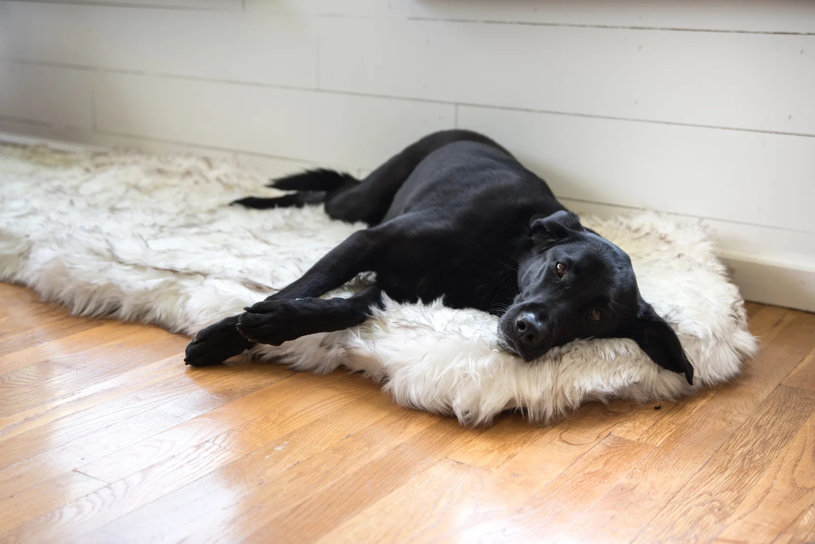 【Pet】Pretor Puprug Runner Faux Fur Memory Foam Dog Curve Mat