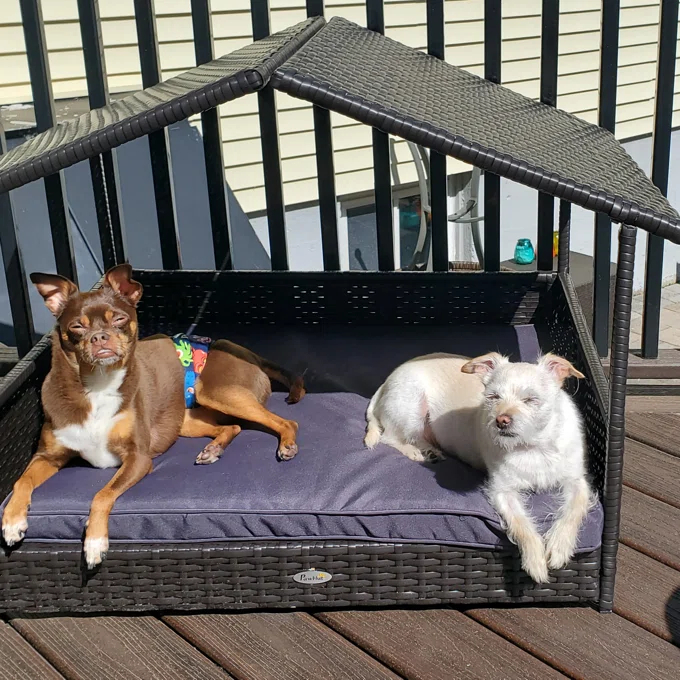 【Pet】Lollis Outdoor Wicker Cot Dog Bed