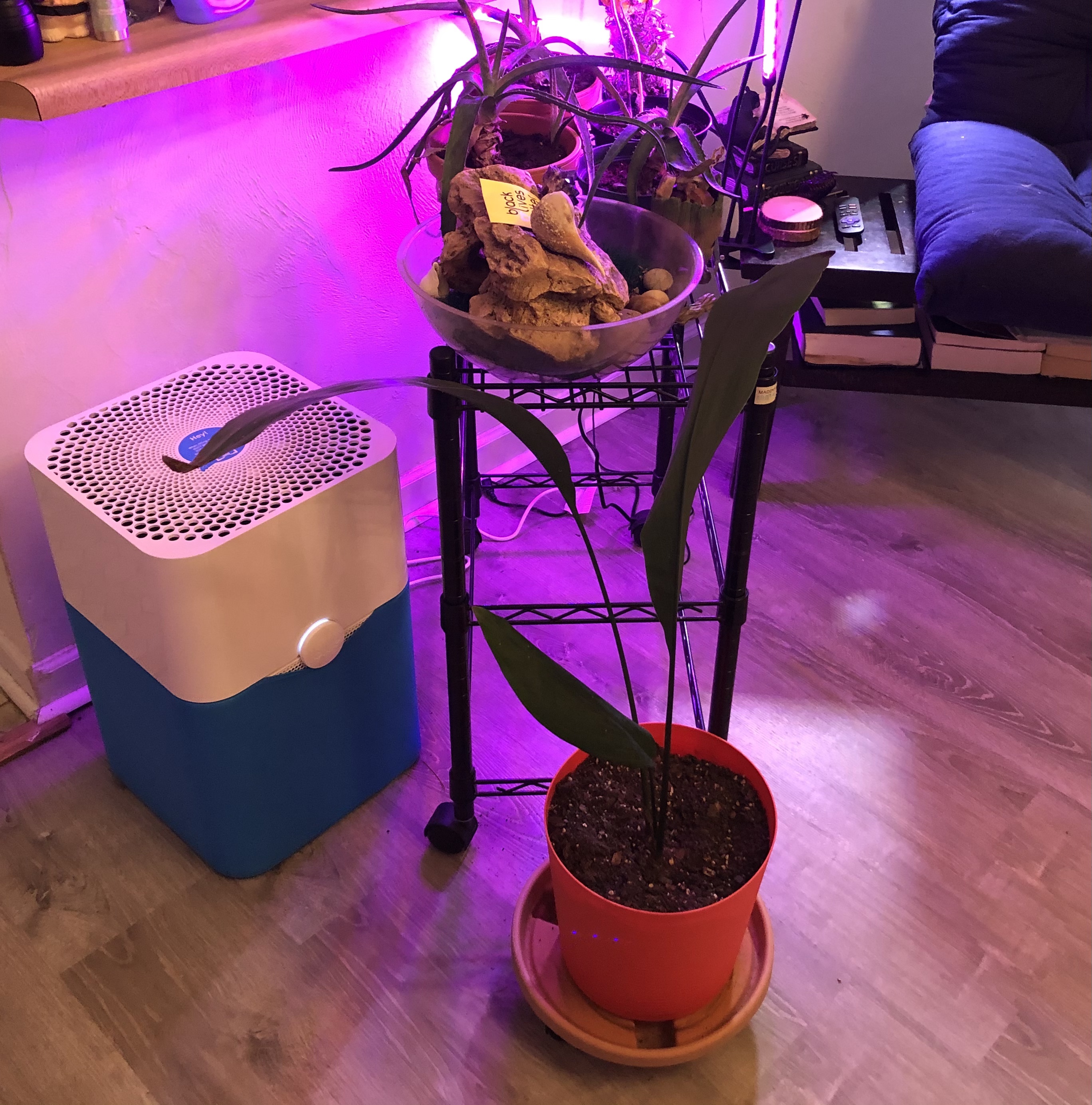 【Appliances】BLUEAIR Air Purifier Large Room, Air Cleaner for Dust Pet Dander Smoke Mold Pollen Bacteria Allergen