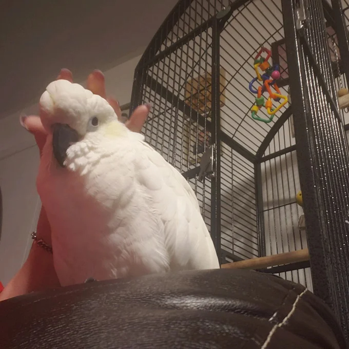 【Pet】Cleveland 63'' Iron Dome Top Floor Bird Cage with Wheels