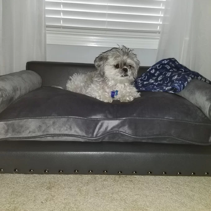 【Pet】Oberle Dog Sofa