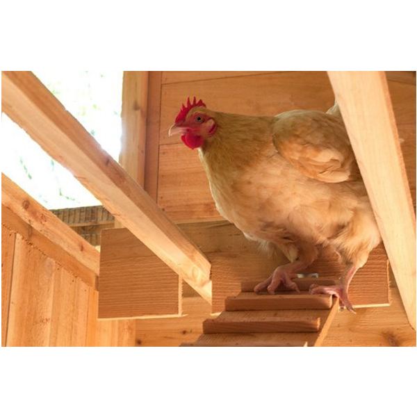 【Pet】Walk-In Coop domed