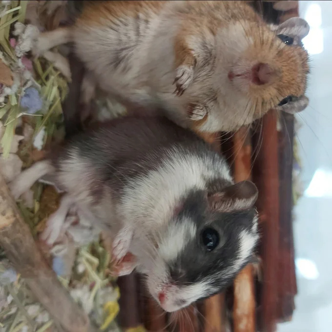 【Pet】Axtell Cage with Ramp