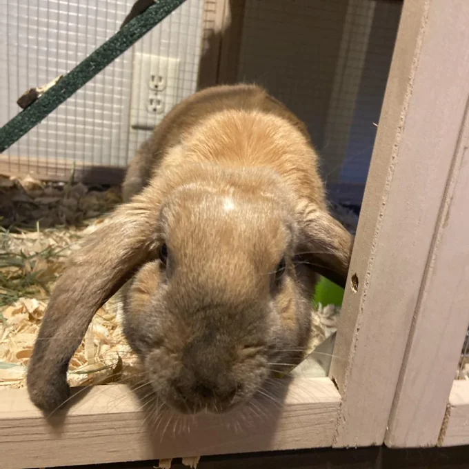 【Pet】Gossy Weather Resistant Rabbit Hutch with Ramp