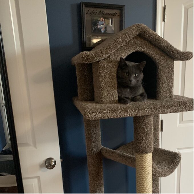 【Pet】66 Solid Wood Cat Tree