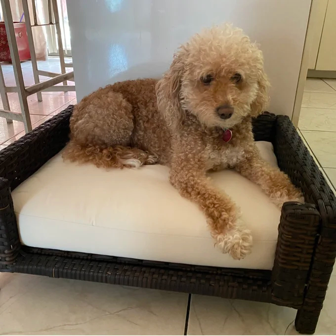 【Pet】Cristobal Rattan Rectangular Dog Sofa