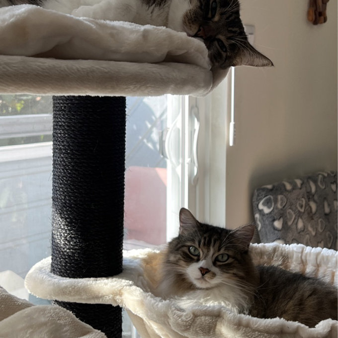 【Pet】56 Goodman Bovina Cat Tree