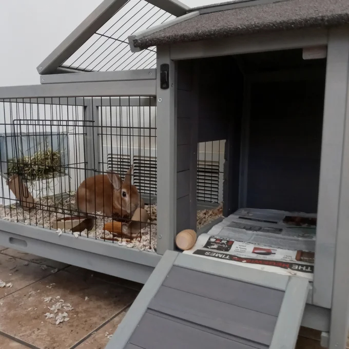 【Pet】Robinette Small Animal