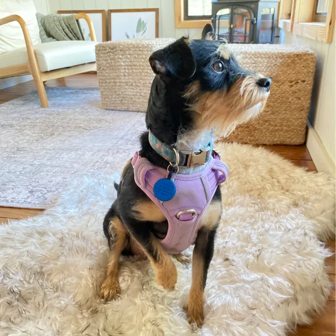 【Pet】Pretor Puprug Runner Faux Fur Memory Foam Dog Curve Mat