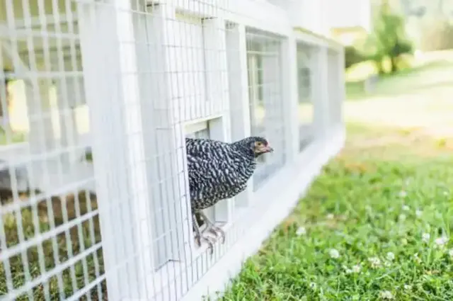 【Pet】Big fairy tale town chicken coop