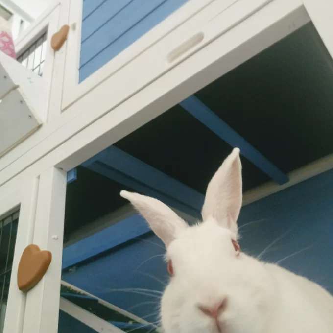 【Pet】Handler Weather Resistant Small Animal Hutch with Ramp