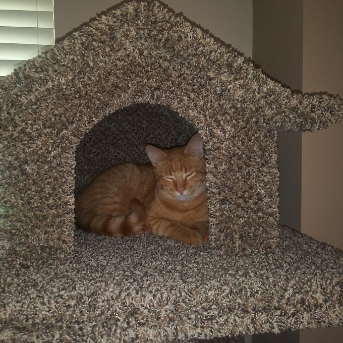 【Pet】66 Solid Wood Cat Tree