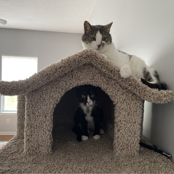 【Pet】66 Solid Wood Cat Tree