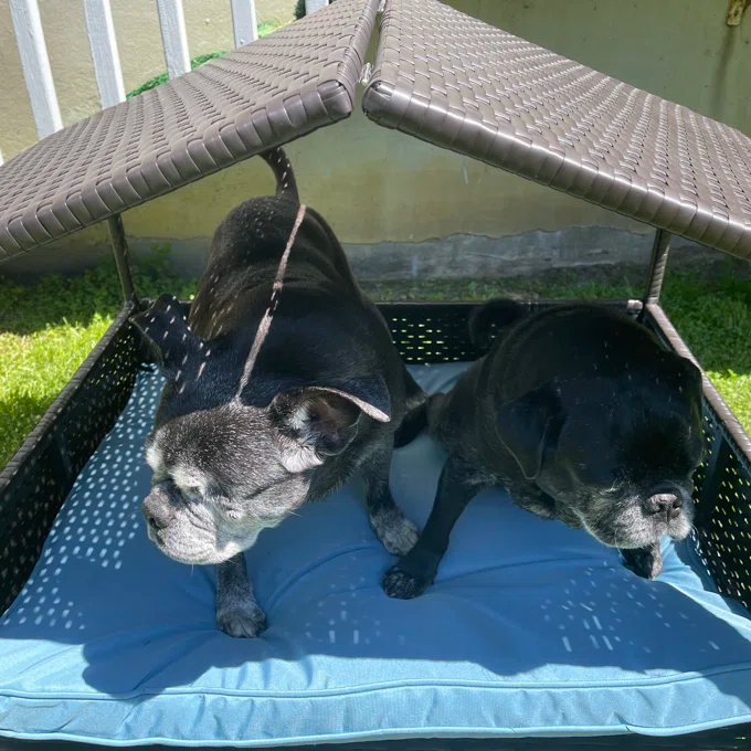 【Pet】Lollis Outdoor Wicker Cot Dog Bed
