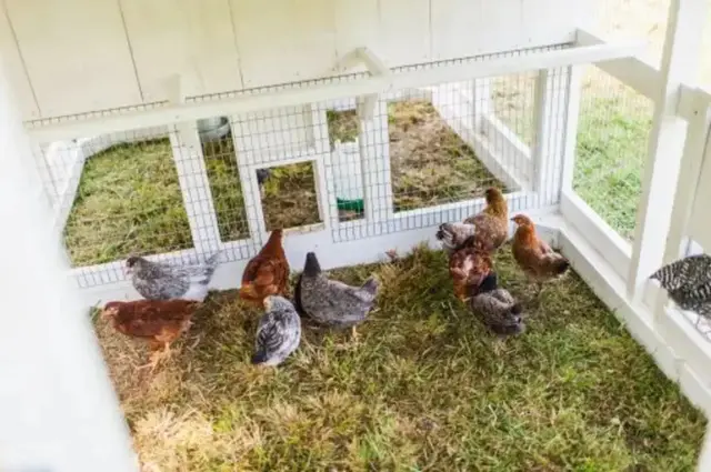 【Home&Garden】Big fairy tale town chicken coop