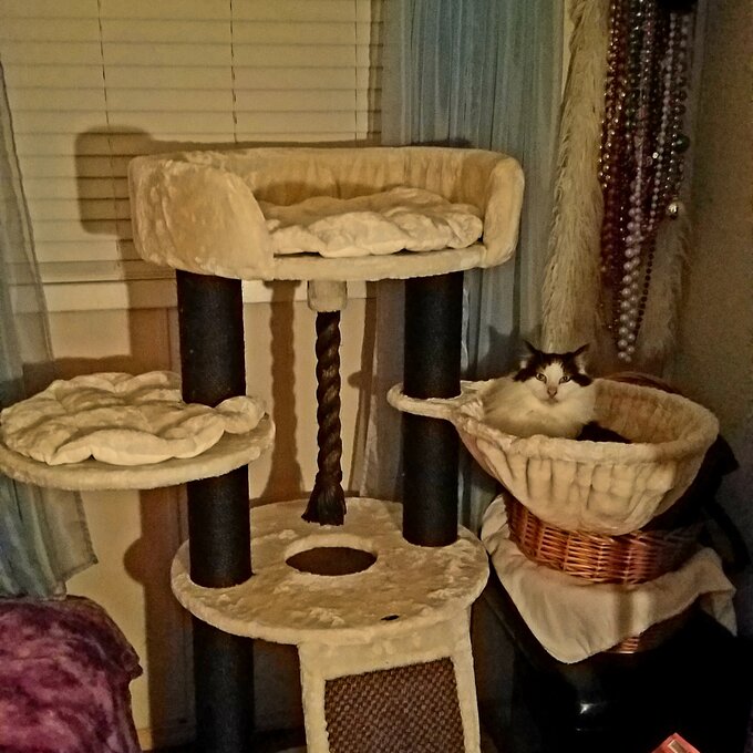 【Pet】56 Goodman Bovina Cat Tree