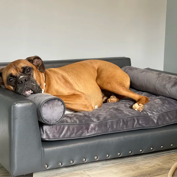 【Pet】Oberle Dog Sofa