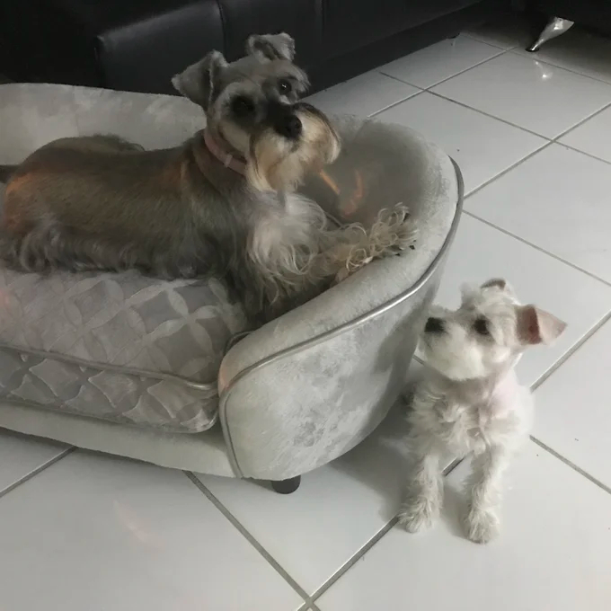 【Pet】Lola Dog Sofa