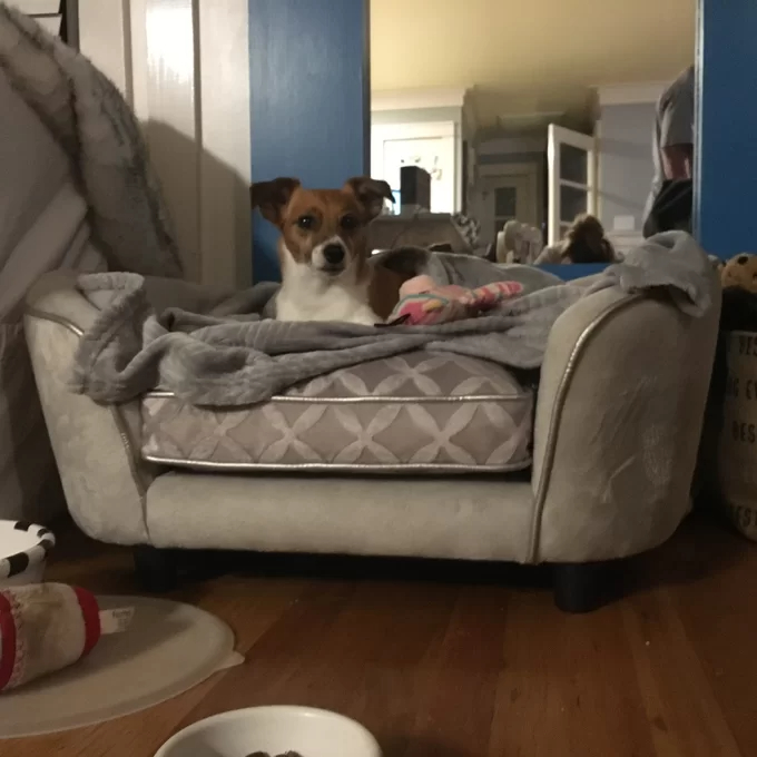 【Pet】Lola Dog Sofa