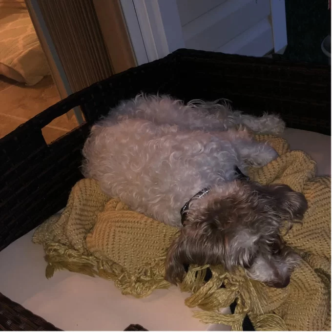 【Pet】Cristobal Rattan Rectangular Dog Sofa