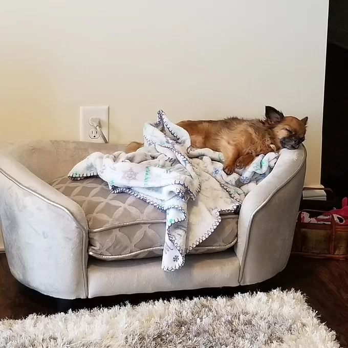 【Pet】Lola Dog Sofa