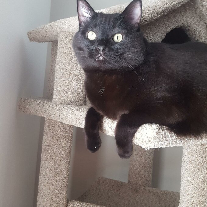 【Pet】66 Solid Wood Cat Tree