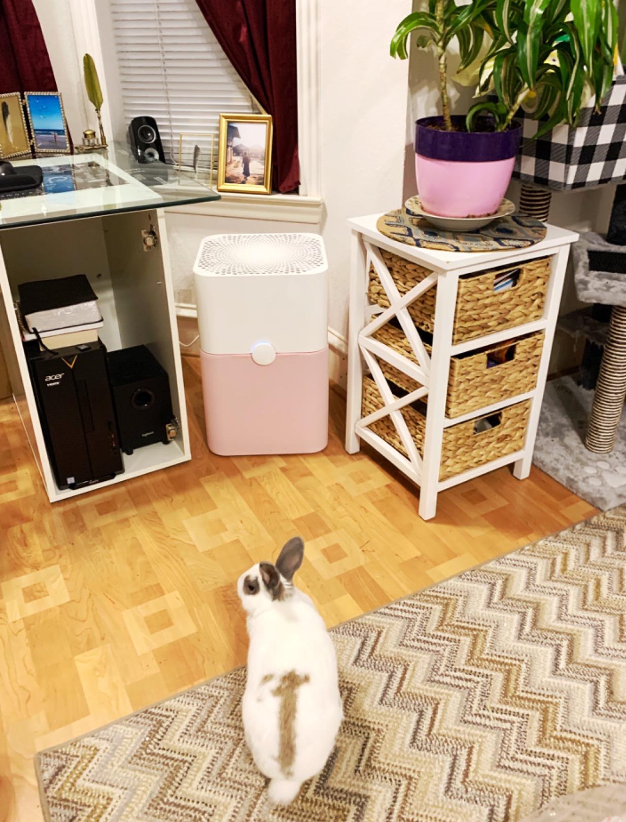 【Appliances】BLUEAIR Air Purifier Large Room, Air Cleaner for Dust Pet Dander Smoke Mold Pollen Bacteria Allergen