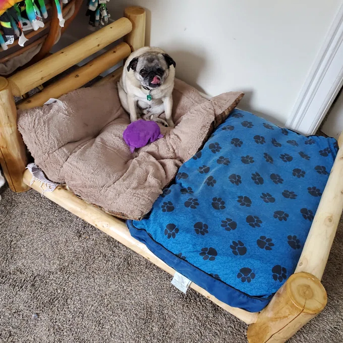 【Pet】Caesar Dog Bed