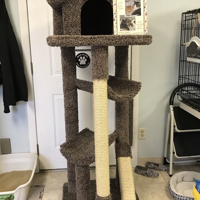 【Pet】66 Solid Wood Cat Tree