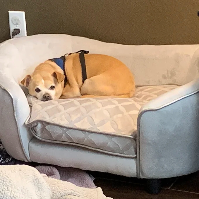 【Pet】Lola Dog Sofa