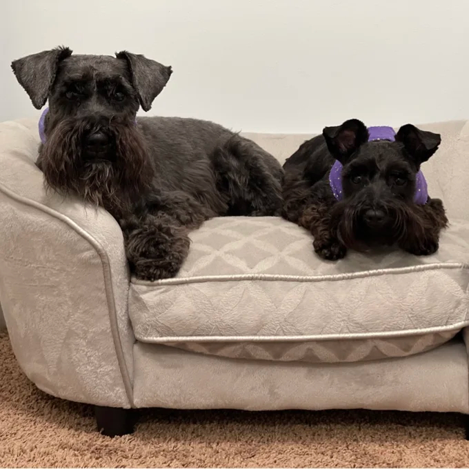 【Pet】Lola Dog Sofa