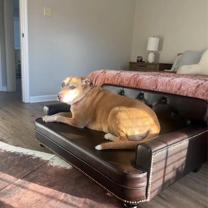 【Pet】Humphery Dog Sofa