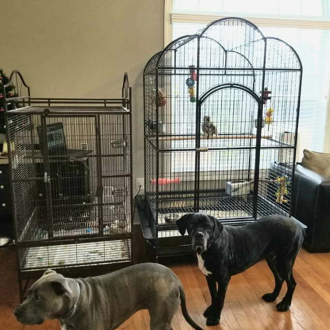 【Pet】Backes 78.25'' Steel Victorian Top Floor Bird Cage with Wheels