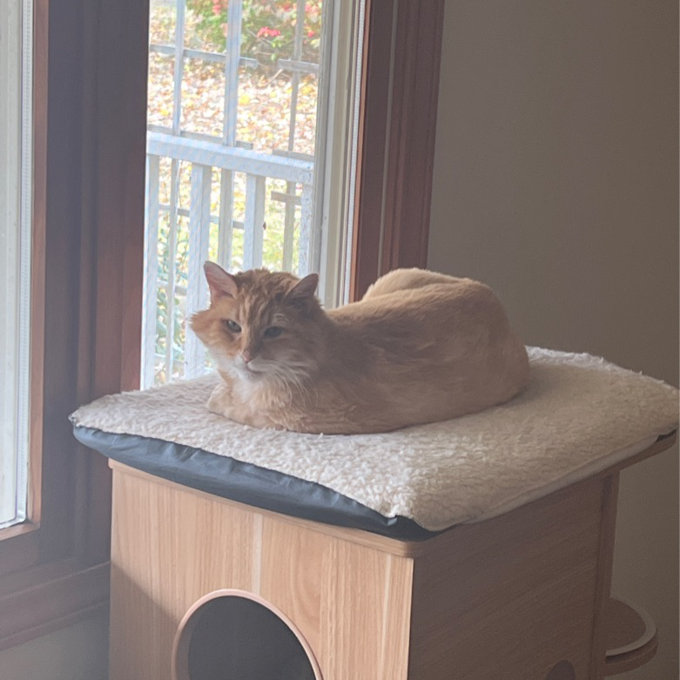 【Pet】47 Wooden Luxury Cat Tree