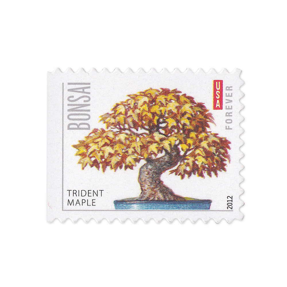 100PCS-Bonsai Tree