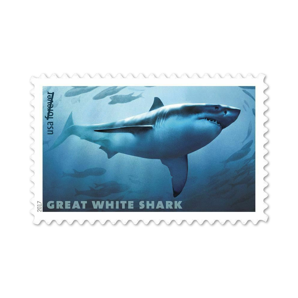100PCS-SHARKS 2017