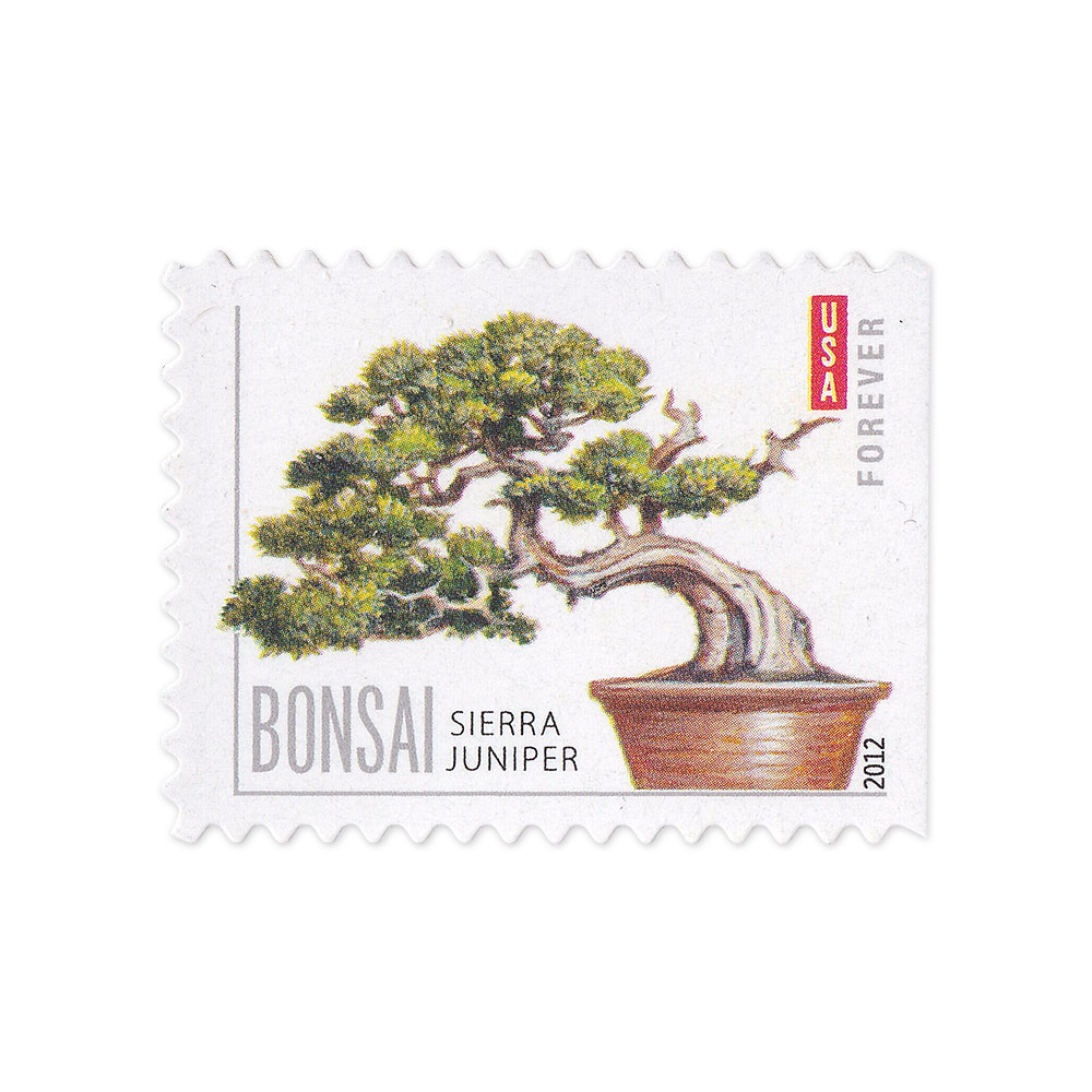 100PCS-Bonsai Tree