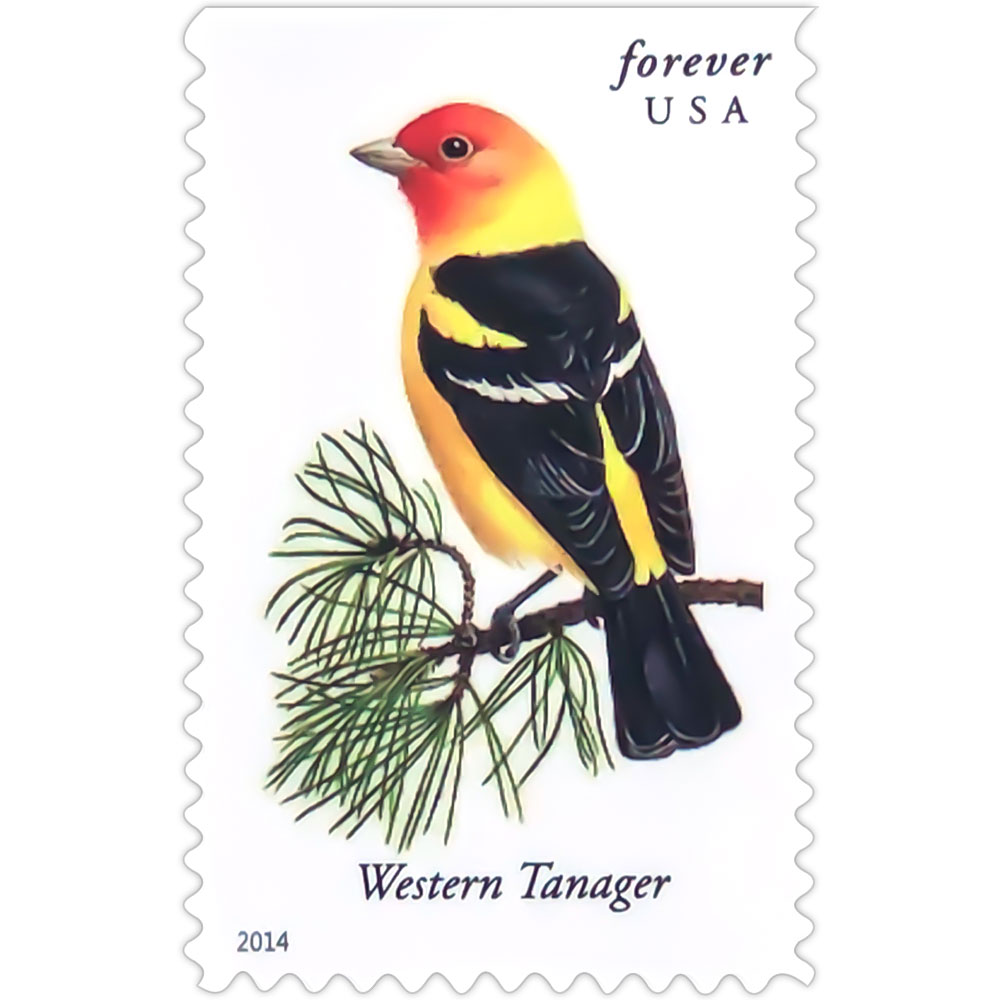 Songbirds