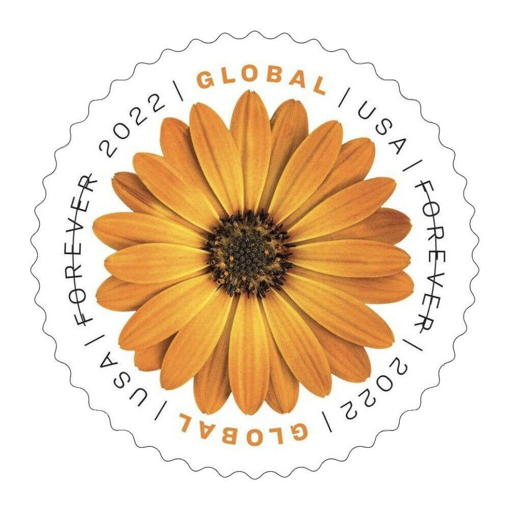 100PCS-Global African Daisy 2022