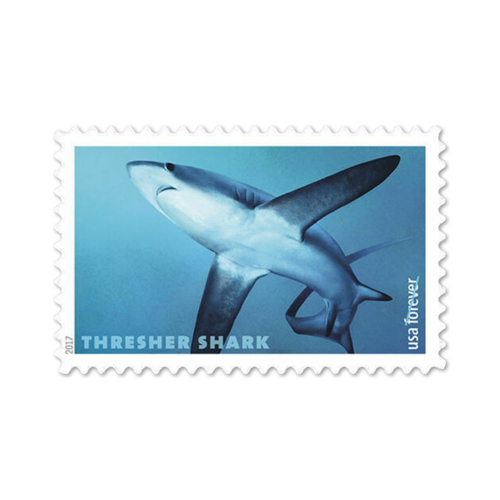 100PCS-SHARKS 2017