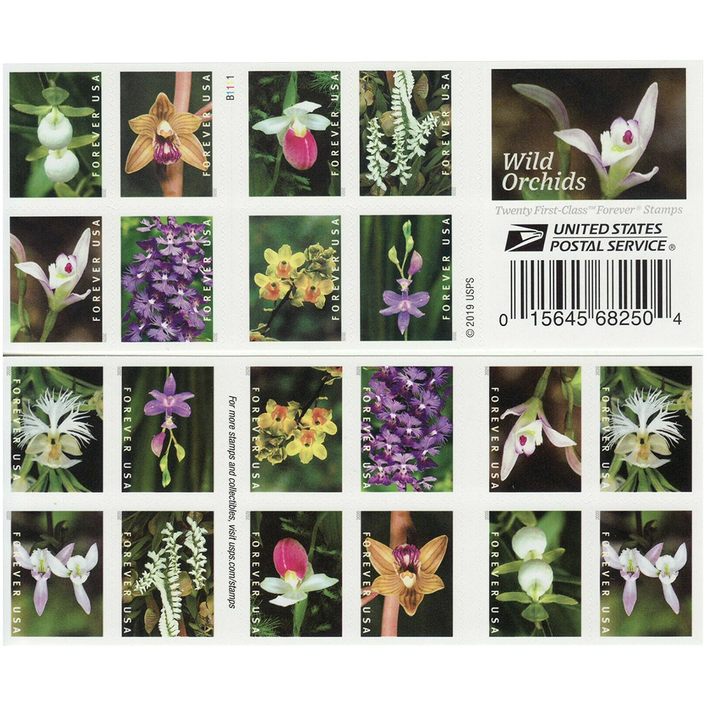 100PCS-Wild Orchid