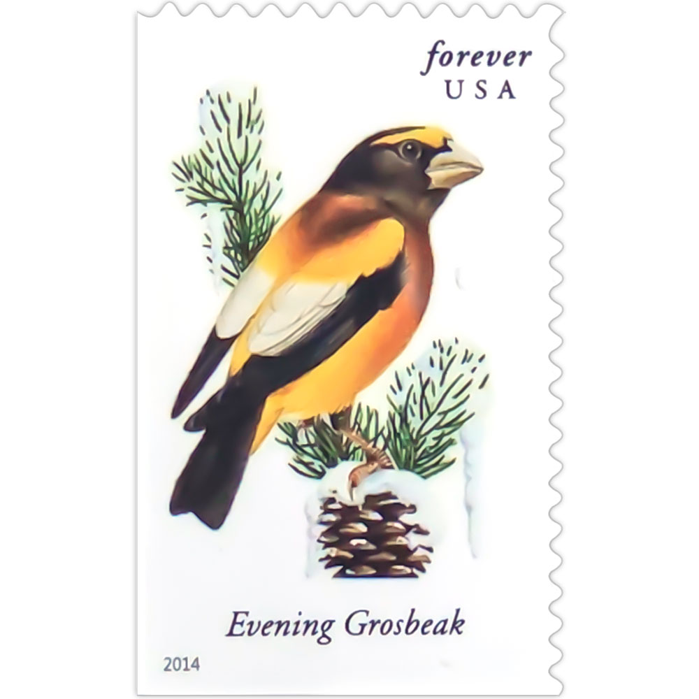 Songbirds