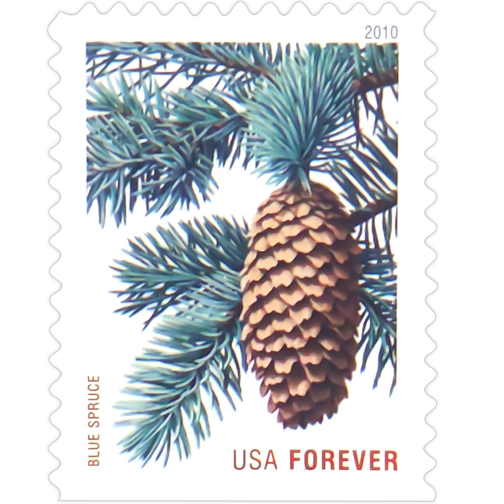 Holiday Evergreens