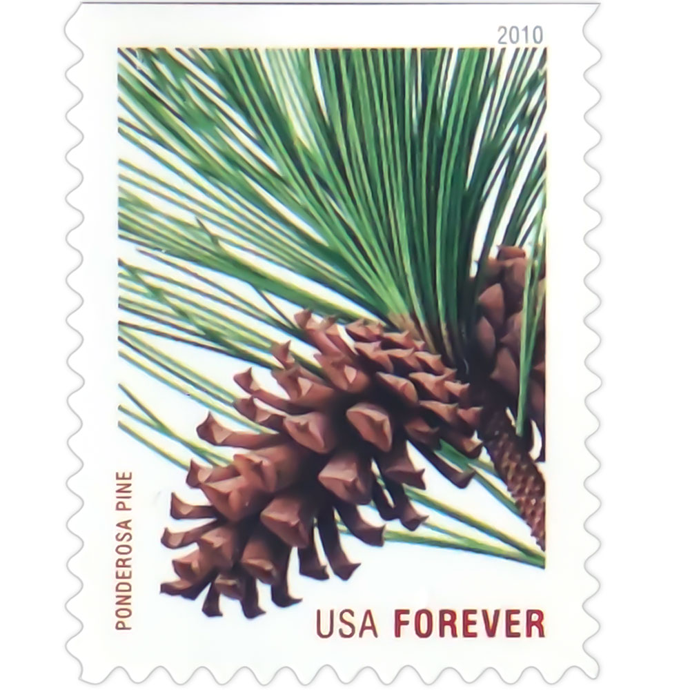 Holiday Evergreens